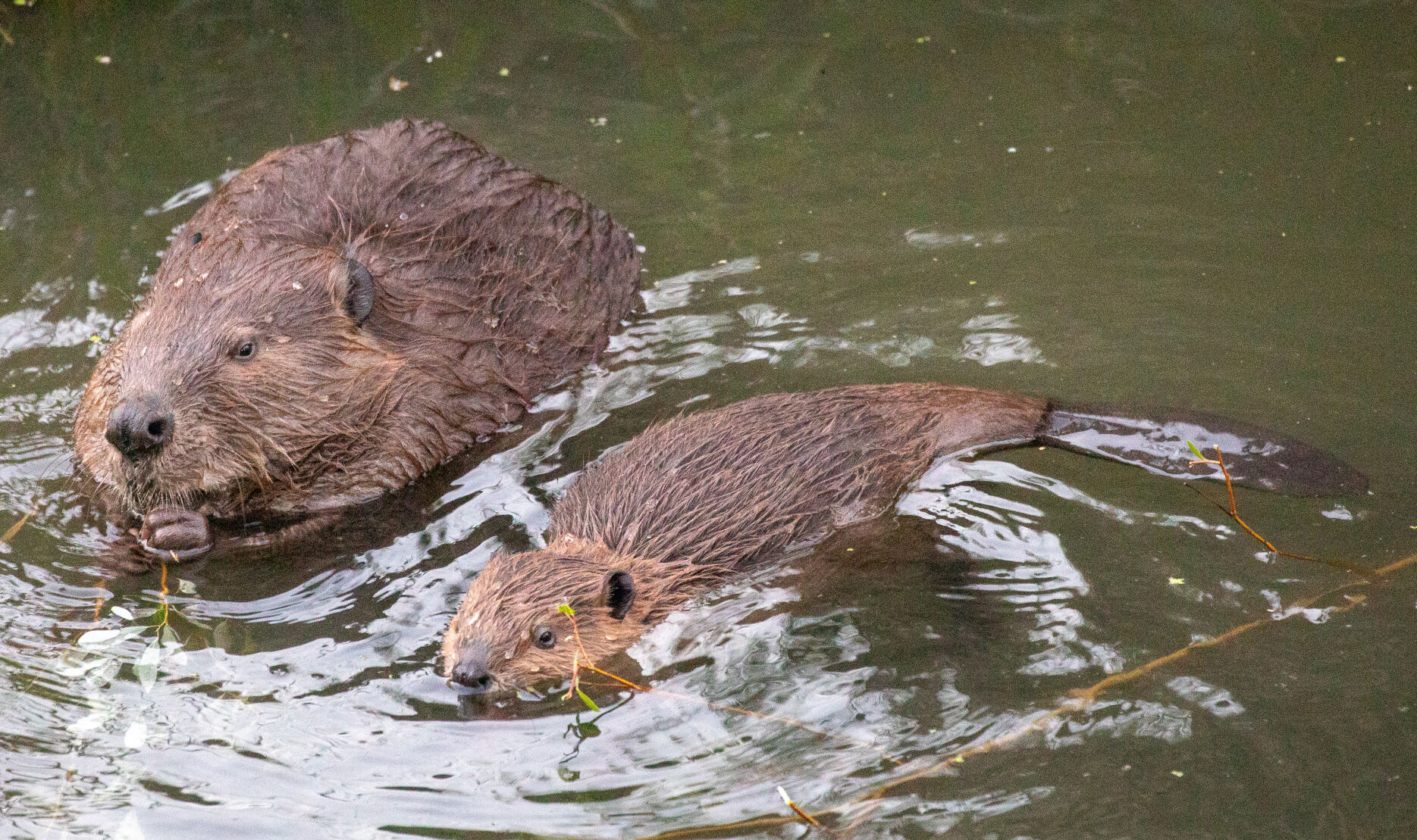 Beaver Lodge Summer 2021